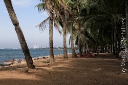 Palmen am Strand in Bangsaray Bild 3