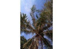 Blick in den Himmel durch Palme